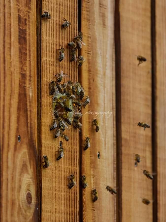 Hisa Zdravega Oddiha Leilighet Begunje pri Cerknici Eksteriør bilde